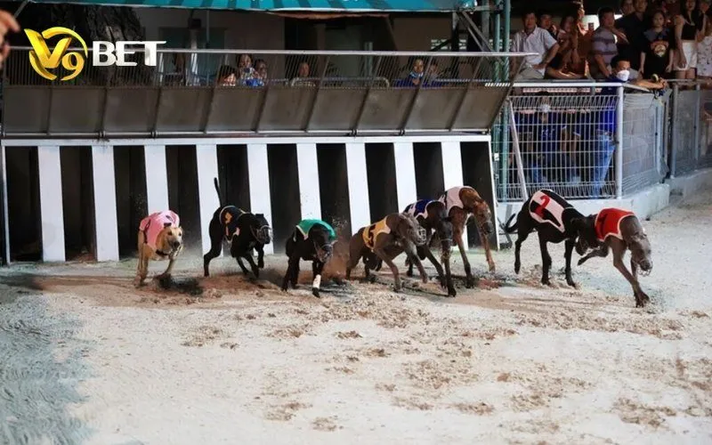 Hình ảnh Dua Cho Ao V9bet 3 trong bài viết Đua Chó Ảo V9BET: Tìm Hiểu Về Cách Thức Hoạt Động. Đua Chó Ảo V9BET